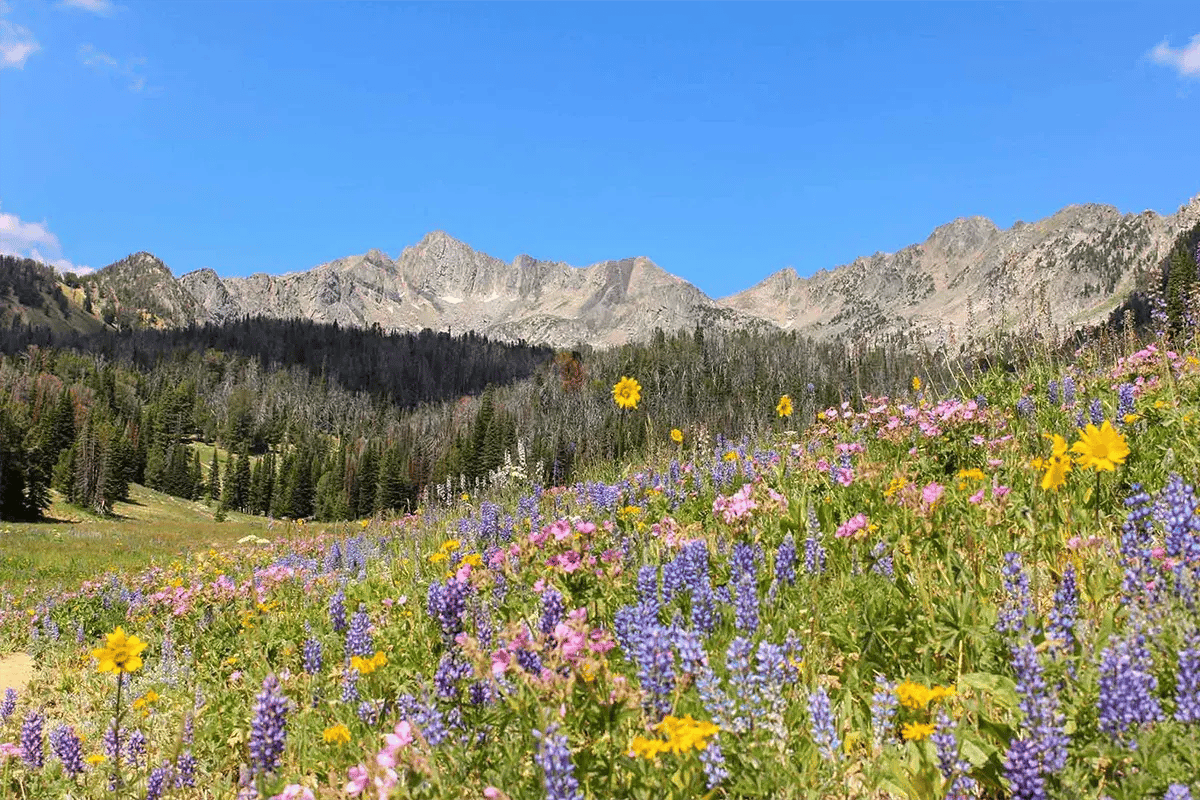 Big Sky Wildflowers